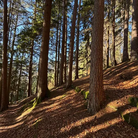 Tal & Tanne In Baiersbronn, Ideal Fuer Familien, Wanderer & Naturliebhaber